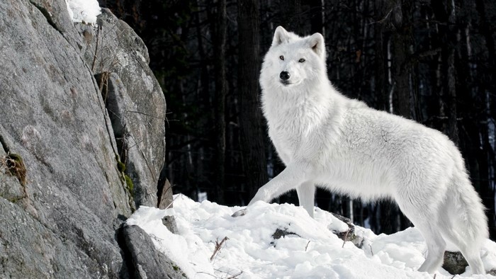 White wolf standing in snow near rocks