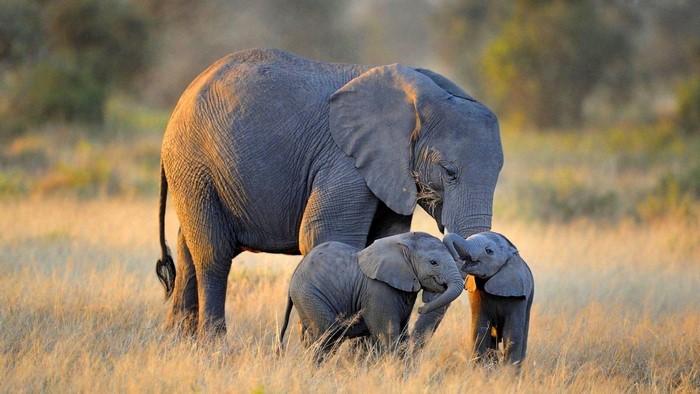 African Elephant Family in Savannah