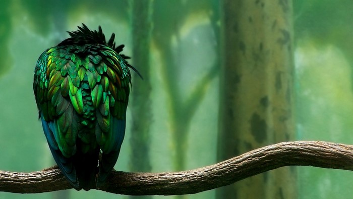 Green bird perched on a branch