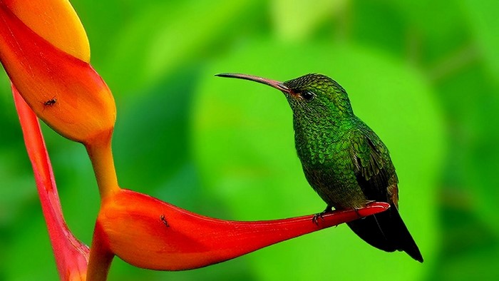 Green hummingbird on a red flower