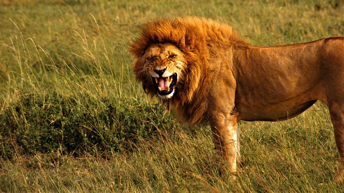 Lion roaring in tall grass