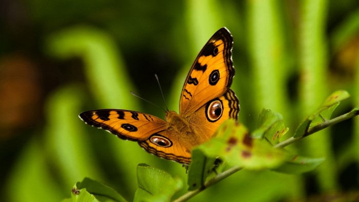 Orange butterfly with eye spots on green leaves
