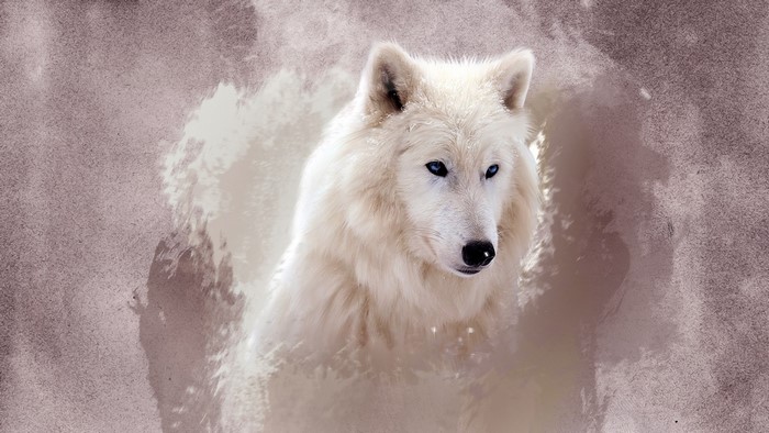 White wolf with blue eyes