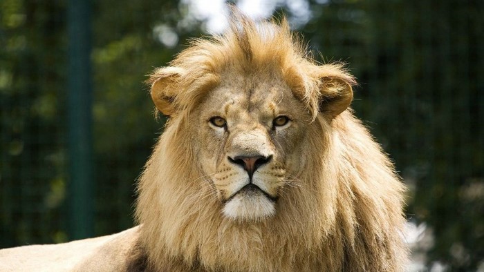 Close-up of a male lion's face