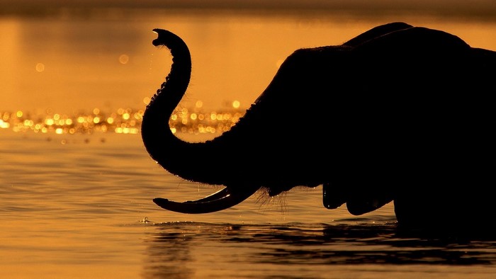 Silhouette of an elephant drinking water at sunset