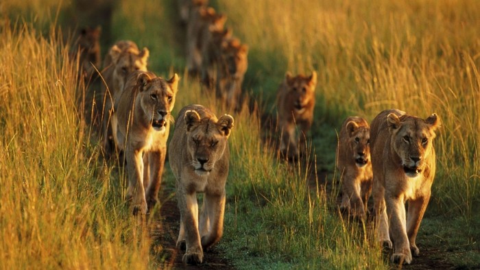 Lions walking in a grassy field