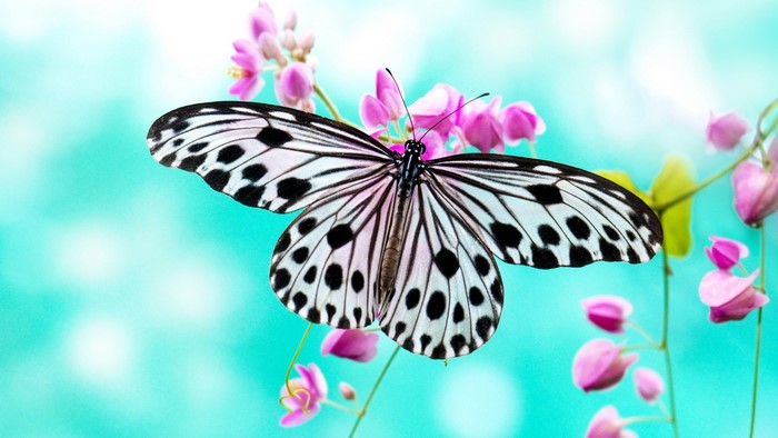 Butterfly on pink flowers with a turquoise background