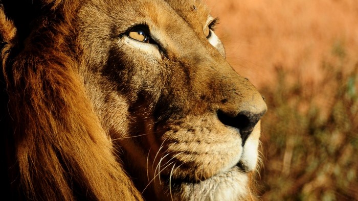 Lion Face Close-up