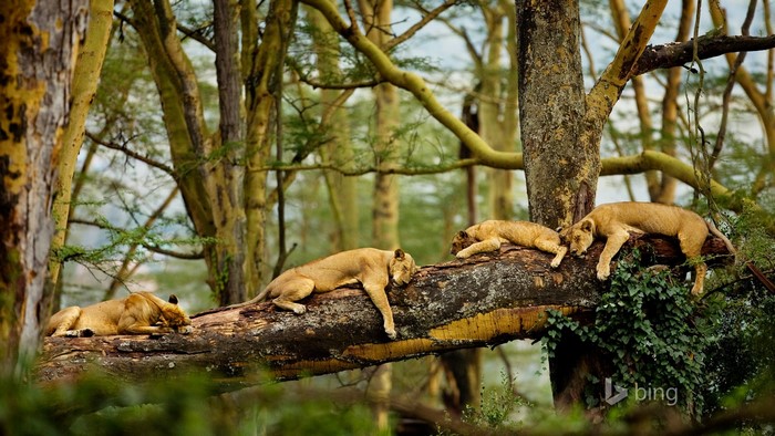 Lions sleeping on a tree branch