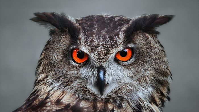 Close-up of an owl's face with bright orange eyes