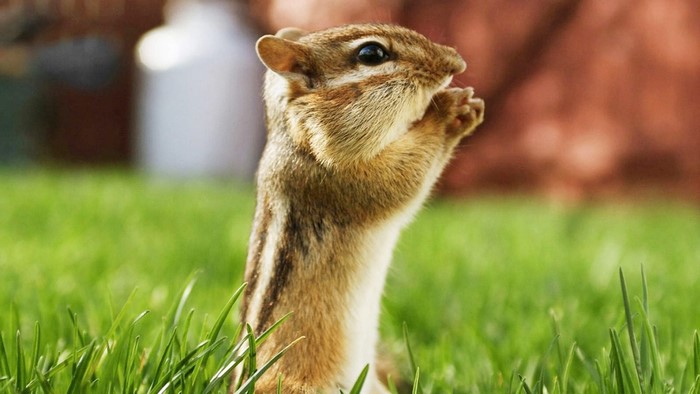Chipmunk standing in green grass