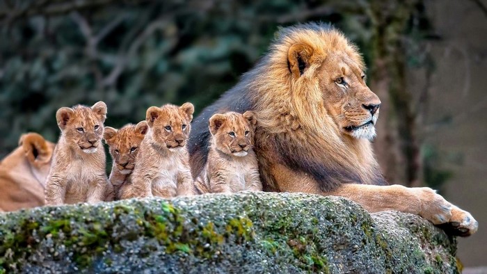 Lion Family with Baby Lions