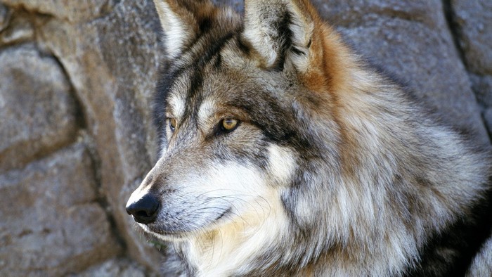Close-up of a wolf's face