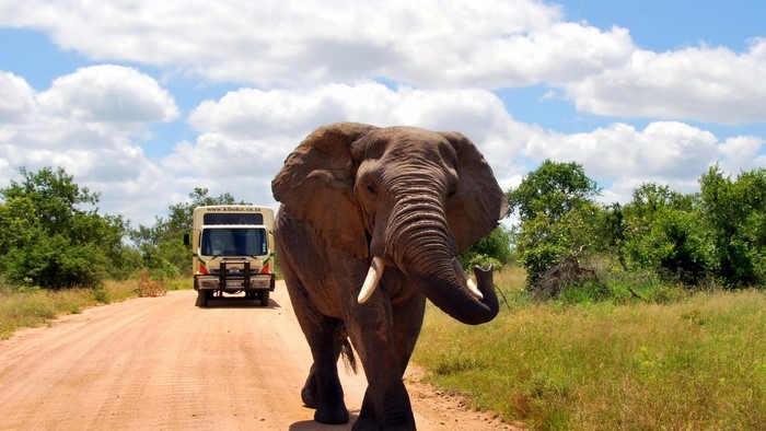 Elephant and safari truck on a dirt road