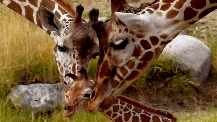 Three giraffes huddled together in a grassy field
