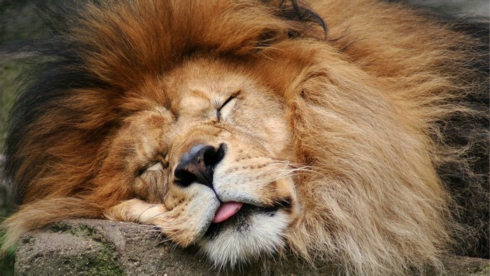 Lion sleeping on a rock