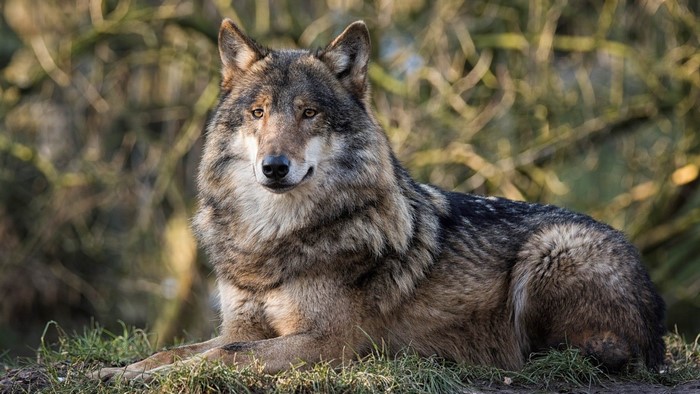 Wolf lying on grass in a forest