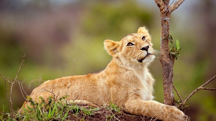 Lion cub resting near a tree