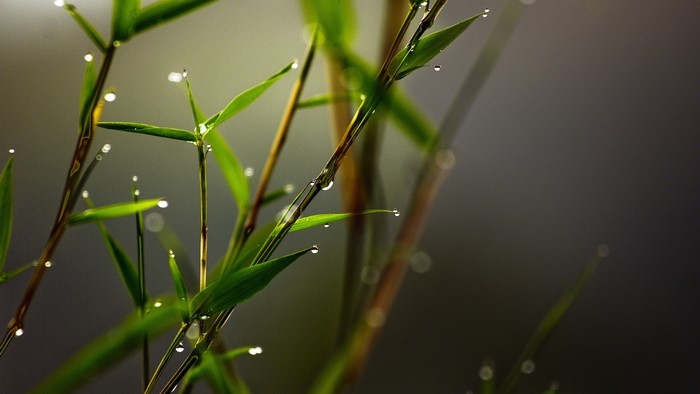 Close up of bamboo leaves with dew drops