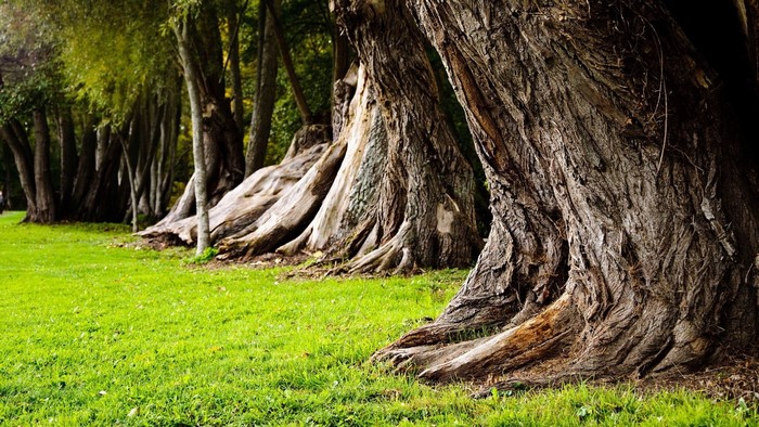 Row of large trees with gnarled bark in a park