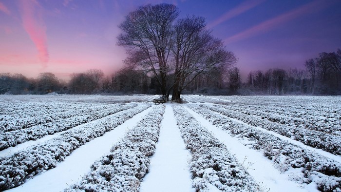 Winter landscape with snow-covered field and trees