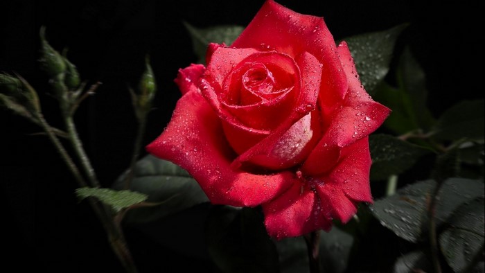 Red Rose with Water Droplets on Black Background
