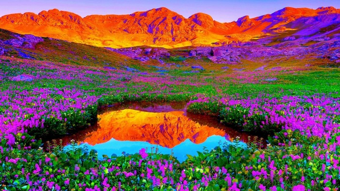 Mountain landscape with flowers and reflection