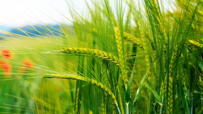 Green wheat ears with red poppies in the background