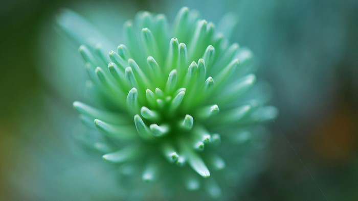 Macro shot of a succulent plant