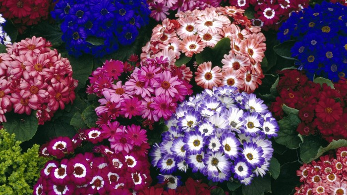 Colorful Cineraria Flowers in Bloom