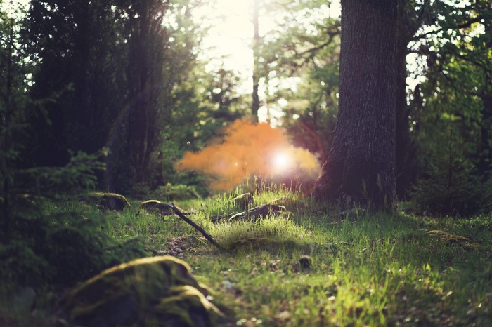 Forest with sunbeams and orange smoke