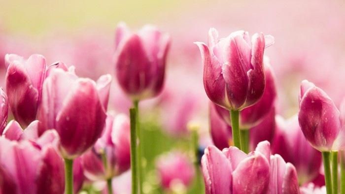 Pink Tulips Field