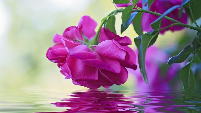 Pink Rose Reflected in Water