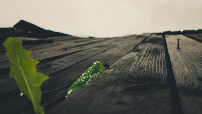 Wooden Surface with Green Leaf and Nail