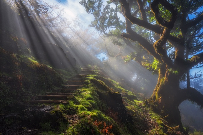 Sun rays illuminating a mossy forest staircase