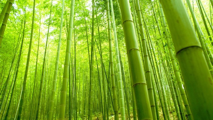 Green Bamboo Forest