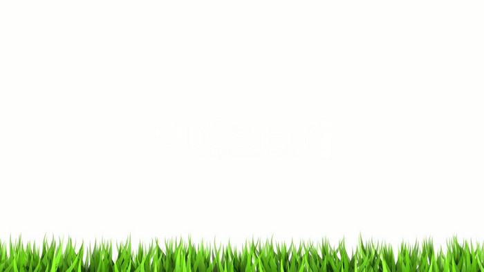 Green grass on a white background
