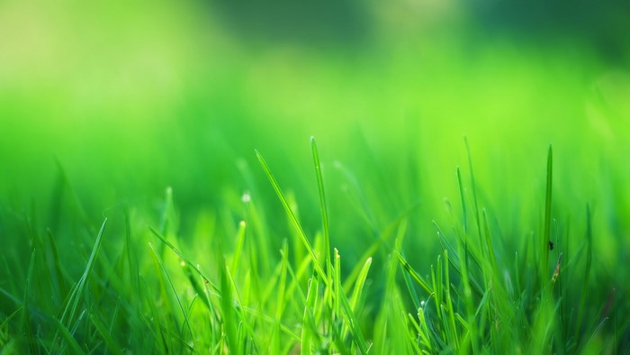 Close-up of green grass blades