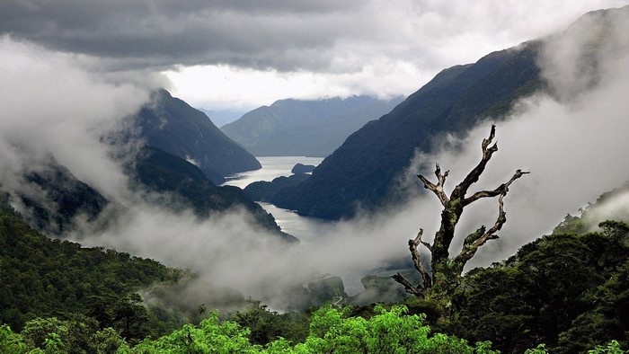 Foggy mountain valley with dead tree