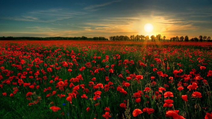 Field of red poppies at sunset