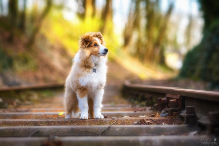 Shetland Sheepdog on train tracks