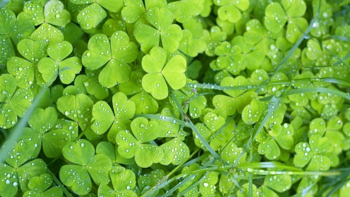 Green shamrock leaves with water droplets