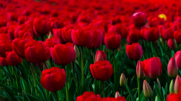 Field of Red Tulips
