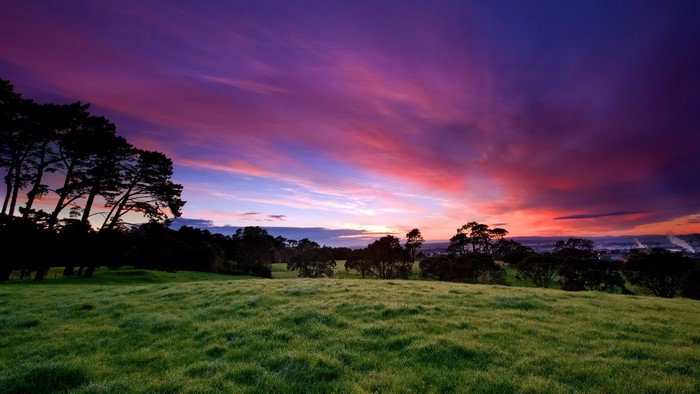 Purple and pink sunset over a grassy field with trees