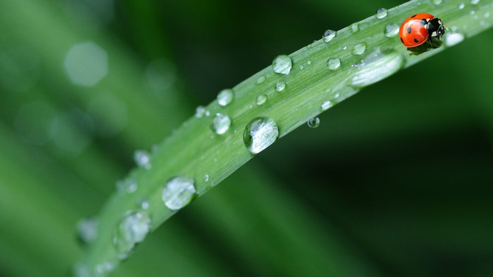 4K Ladybug on Grass with Dew Drops
