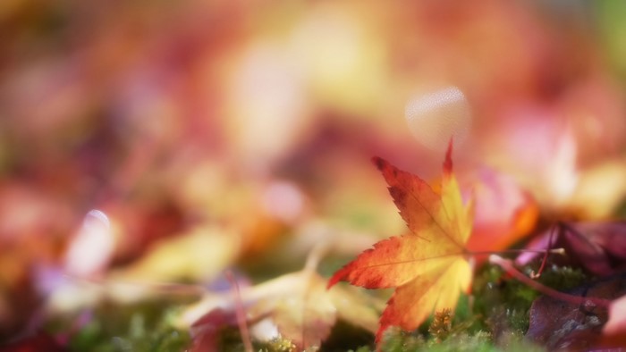 Autumn leaves on moss with bokeh blur