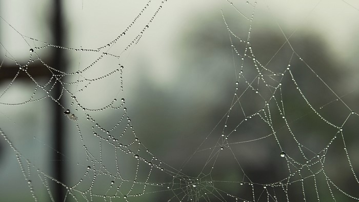 Spider web with dew drops