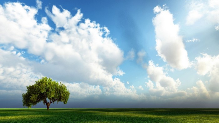 A lone tree in a green field under a cloudy sky