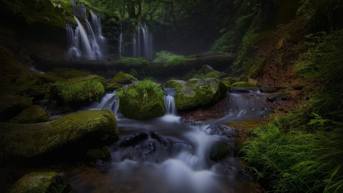 Beautiful Waterfall in a Lush Forest