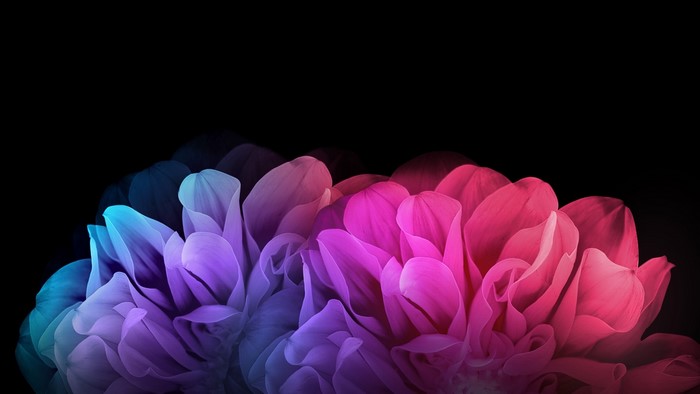 Colorful Gradient Flower Petals on Black Background